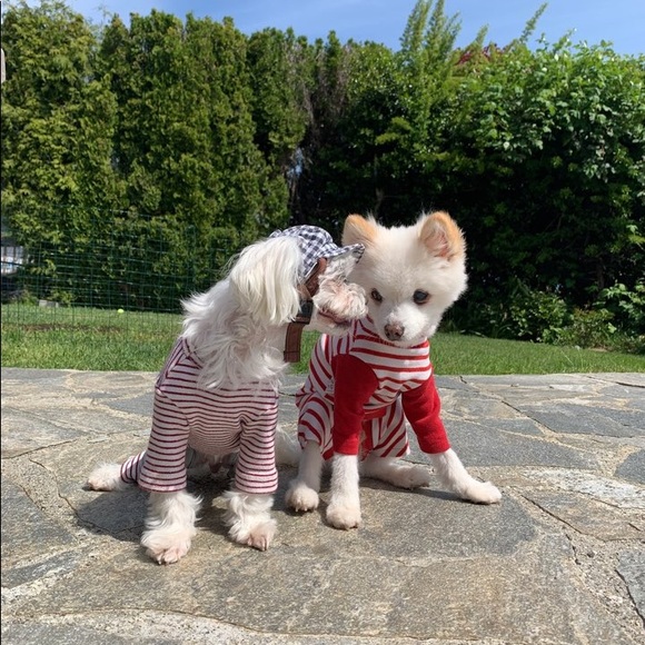 Dog hat - Picture 7 of 8